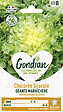 GONDIAN - Chicorée Géante Maraîchère Gondian - vignette