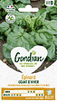 GONDIAN - Epinard Géant d'Hiver - Graines potagères - Variété rustique - vignette