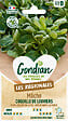 GONDIAN - Mâche Coquille de Louviers - Graines - Résistante au froid - vignette