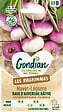 GONDIAN - Navet - Rave d'Auvergne Hâtive Gondian - Graines potagères - vignette