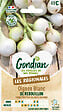 GONDIAN - Oignon de Rebouillon Gondian - Variété tardive - Gros bulbe - vignette