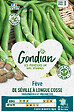 GONDIAN - Fève de Séville - Grains beige - Variété tardive - vignette