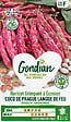 GONDIAN - Haricot Coco de Prague Langue de Feu Gondian - vignette