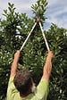 BAHCO - Cisaille à haies télescopique - Aluminium - Lames trempées - vignette