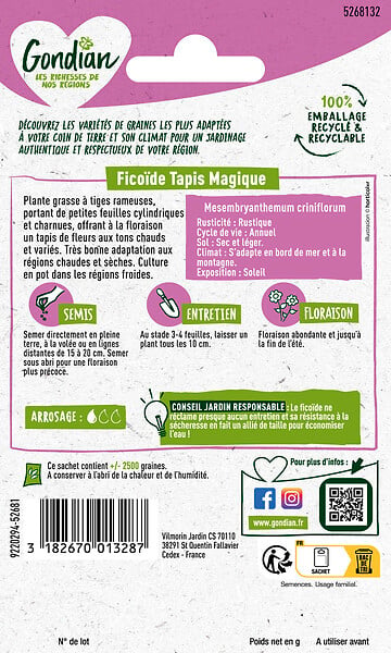 GONDIAN - Ficoïde Criniflorum varié Gondian - Plante grasse - 15cm - large