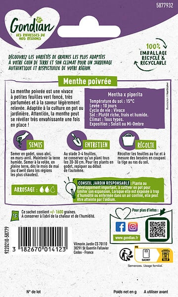 GONDIAN - Menthe Poivrée Gondian - Vivace - 50cm - large