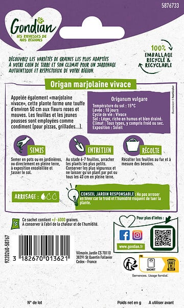 GONDIAN - Origan Marjolaine Vivace - Plante aromatique - 50 à 60cm - large