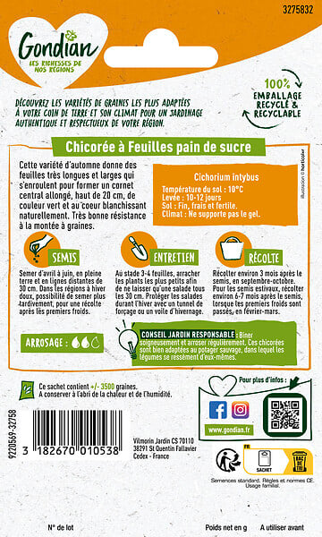 GONDIAN - Chicorée Pain de Sucre - Graines potagères automne - 6 g - large