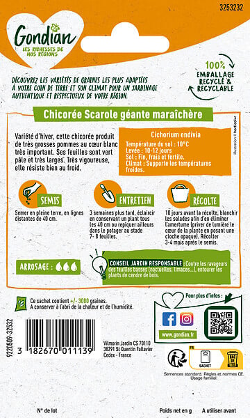 GONDIAN - Chicorée Géante Maraîchère Gondian - large