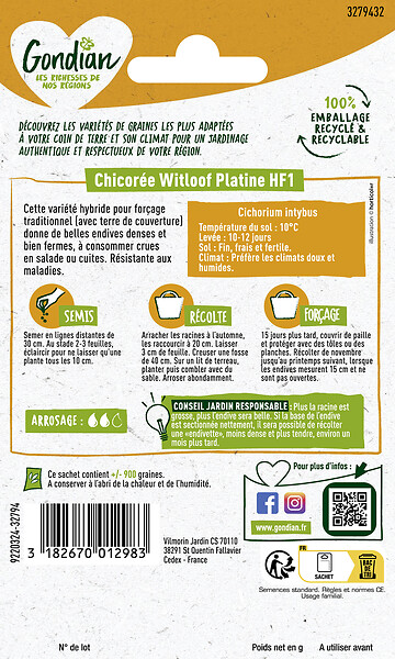 GONDIAN - Chicorée Platine HF1 Gondian - large