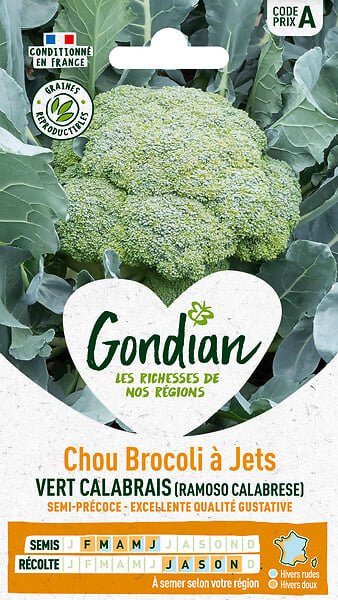 GONDIAN - Graines de brocoli vert Calabrais - Gondian - Semi-précoce - large