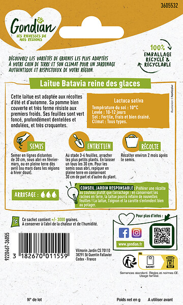 GONDIAN - Laitue Reine des Glaces - Récolte été automne - large