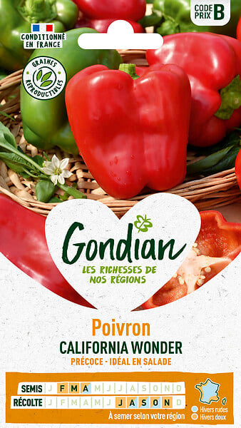 GONDIAN - Piment Yolo Wonder Gondian - large