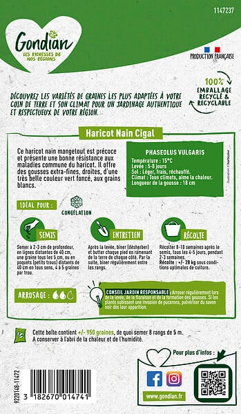 GONDIAN - Haricot nain mangetout Cigal Gondian - Précoce - large