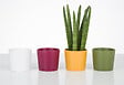 SCHEURICH - Cache-pot céramique Mini Fancy 7cm - Blanc - 0,16L - vignette