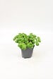 FLEURON - Basilic grand vert pot 1l pac - vignette