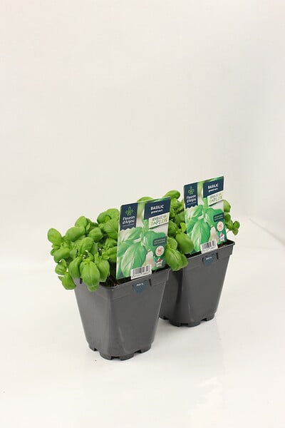 FLEURON - Basilic grand vert pot 1l pac - large