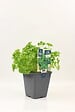 FLEURON - Persil frisé - Pot 1L - Plante aromatique - vignette