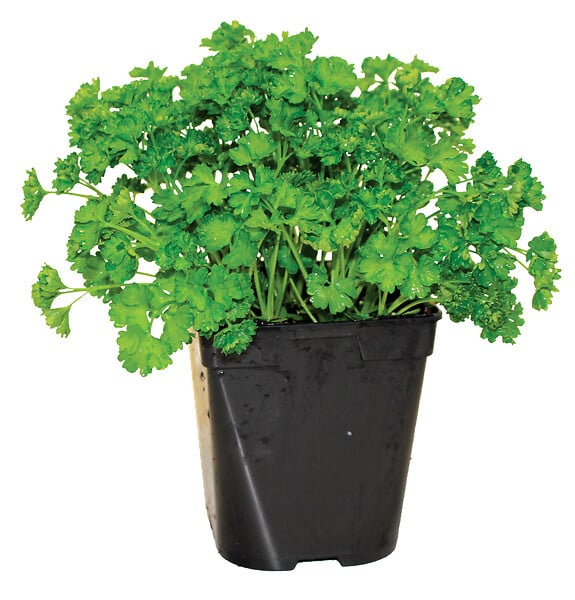 FLEURON - Persil frisé - Pot 1L - Plante aromatique - large