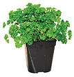 FLEURON - Persil frisé - Pot 1L - Plante aromatique - vignette