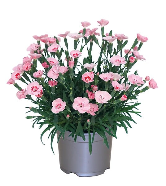 FLEURON - Œillets Peach Party - Pot Diam.10.5cm - Plante à massif - large