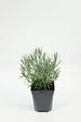 FLEURON - Lavande Condimentaire PAC Pot 1Litre - vignette