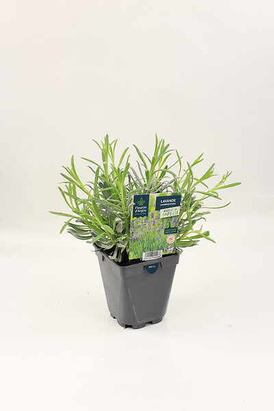 FLEURON - Lavande Condimentaire PAC Pot 1Litre - large
