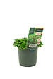 FLEURON - Sedum collection p10,5 - vignette