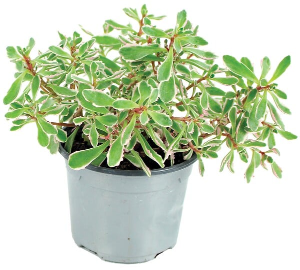 FLEURON - Sedum collection p10,5 - large