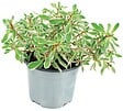 FLEURON - Sedum collection p10,5 - vignette
