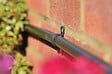 HOZELOCK - Attache murale en plastique pour tuyau d'alimentation d'irrigation 13mm (x12) - vignette