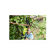 RYOBI - Pack RYOBI Coupe-branches OLP1832BX - 18V One+ - 1 Batterie 2.0Ah - 1 Chargeur rapide - vignette