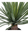 ATMOSPHERA - Plante artificielle Palmier  en pot H 52 cm - vignette