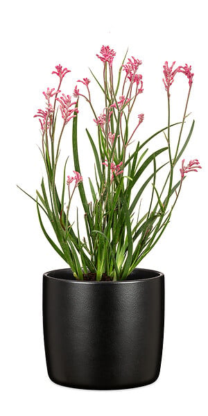 SCHEURICH - Cache-pot Ebano 24cm - Scheurich - large