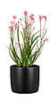 SCHEURICH - Cache-pot Ebano 24cm - Scheurich - vignette