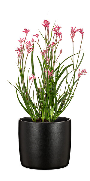 SCHEURICH - Cache-pot Ebano 21cm - Scheurich - large