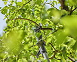 GARDENA - Coupe-branches HighCut 250/18V P4A sur batterie - Coupe à˜ 28 mm - L. 2557 mm - vignette