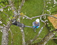 GARDENA - Coupe-branches HighCut 360/18V P4A sur batterie - Coupe à˜ 28 mm - L. 3599 mm - vignette
