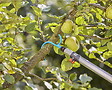 GARDENA - Crochet à  branches combisystem - vignette
