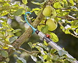 GARDENA - Crochet à  branches combisystem - vignette