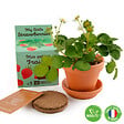 RADIS ET C - Kit plantation Fraisier - Terre cuite - Biologique - vignette