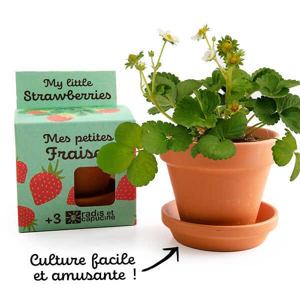 RADIS ET C - Kit plantation Fraisier - Terre cuite - Biologique - large
