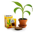 RADIS ET C - Bananier Kit de culture - Terre cuite - 8cm - vignette