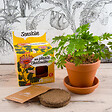 RADIS ET C - Plante extraordinaire - Plante chatouilleuse - vignette