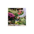 VENTEO - Mini-pelle jardin acier carbone - manche ajustable 360° - vignette