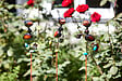 SMARTSOLAR - Pique décorative fourmi en métal - Mix 3 designs - vignette
