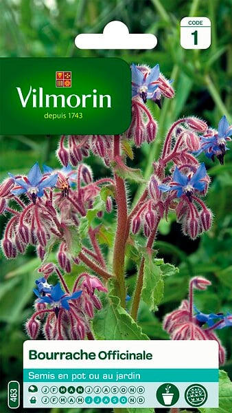 VILMORIN - Bourrache officinale - large