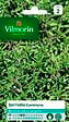 VILMORIN - Sarriette commune - vignette