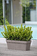 DEROMA - Jardinière Like R - Camel - L.49xl.18xH.17cm - vignette