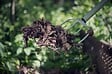 FISKARS - Fourche à compost Xact - Acier trempé - 120cm - vignette
